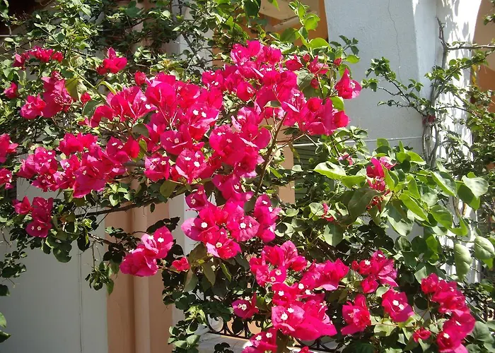 Athina