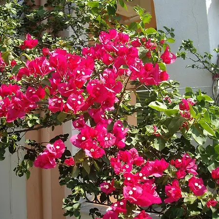 Athina